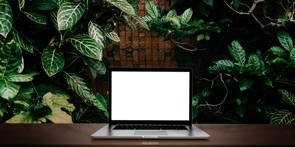 plante_verte_bureau